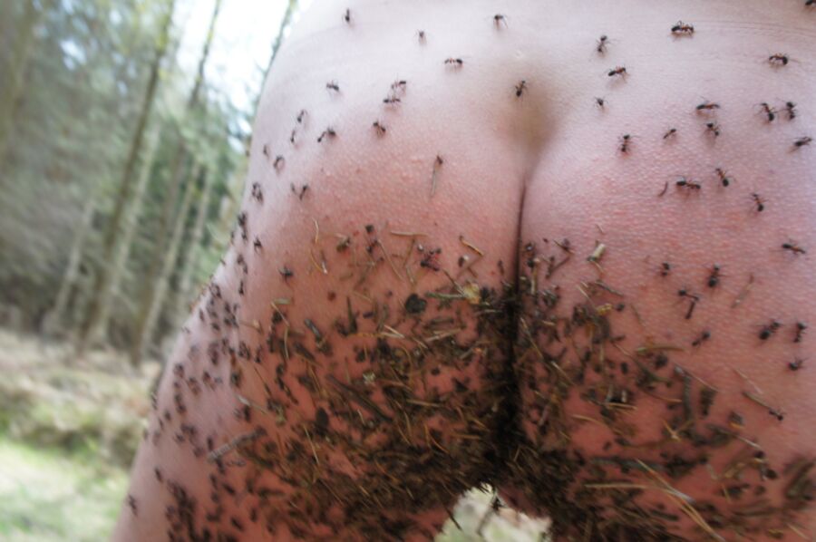 Free porn pics of I LOVE PAIN TO MY COCK FROM INSECTS AND WORMS 3 of 5 pics
